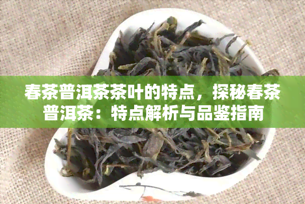 春茶普洱茶茶叶的特点，探秘春茶普洱茶：特点解析与品鉴指南