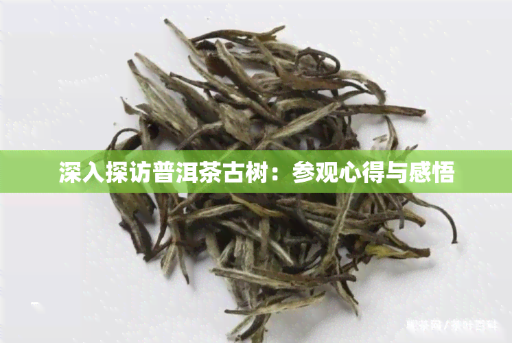 深入探访普洱茶古树：参观心得与感悟