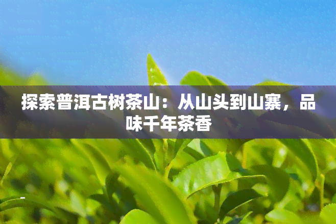 探索普洱古树茶山：从山头到山寨，品味千年茶香