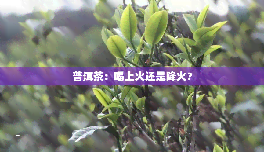 普洱茶：喝上火还是降火？