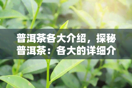 普洱茶各大介绍，探秘普洱茶：各大的详细介绍与比较