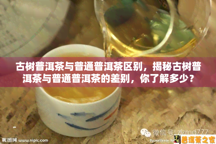 古树普洱茶与普通普洱茶区别，揭秘古树普洱茶与普通普洱茶的差别，你了解多少？