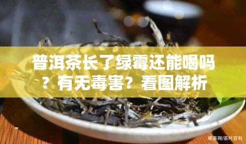 普洱茶长了绿霉还能喝吗？有无害？看图解析