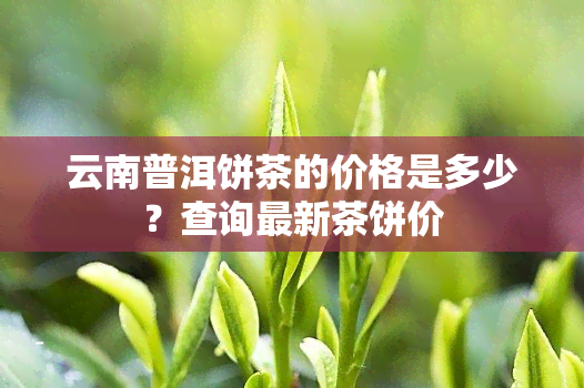 云南普洱饼茶的价格是多少？查询最新茶饼价