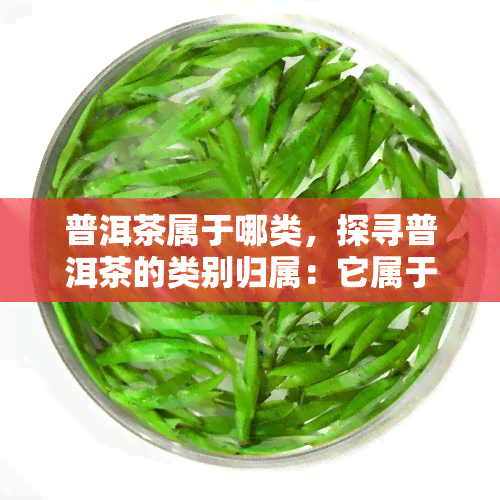 普洱茶属于哪类，探寻普洱茶的类别归属：它属于哪一类茶叶？