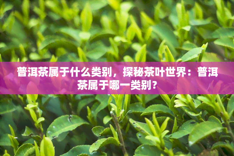 普洱茶属于什么类别，探秘茶叶世界：普洱茶属于哪一类别？