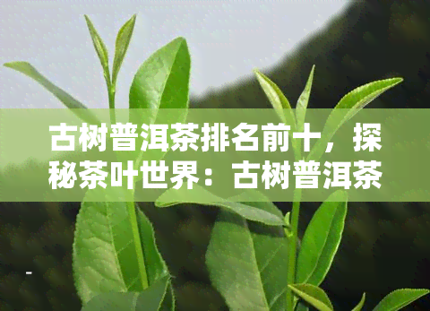 古树普洱茶排名前十，探秘茶叶世界：古树普洱茶排名前十的精选推荐！