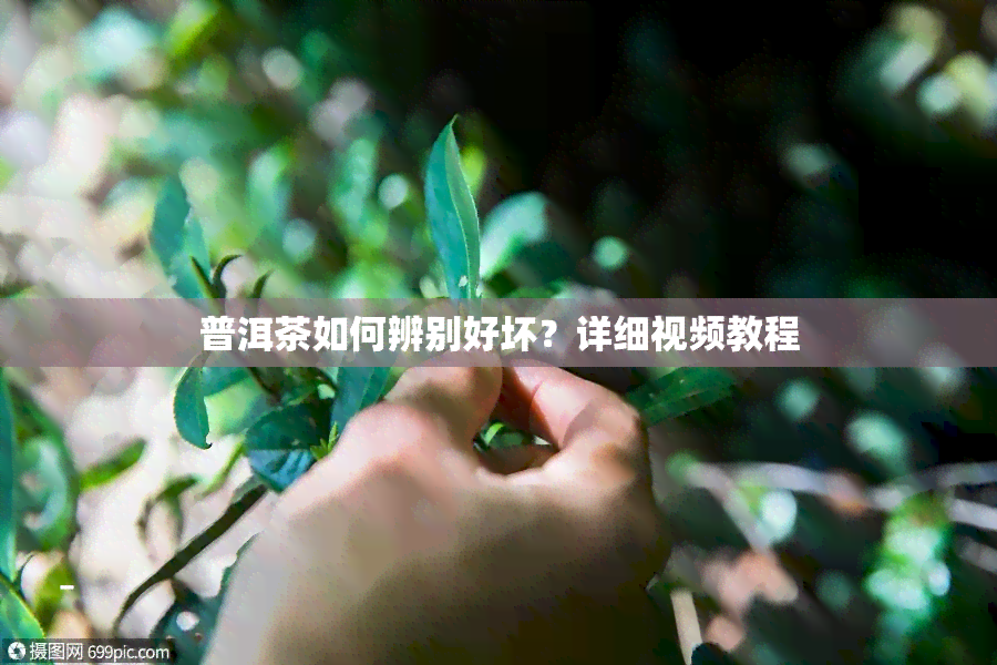 普洱茶如何辨别好坏？详细视频教程