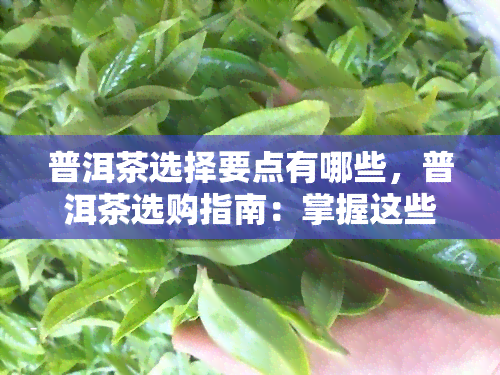 普洱茶选择要点有哪些，普洱茶选购指南：掌握这些要点，轻松挑选优质茶叶