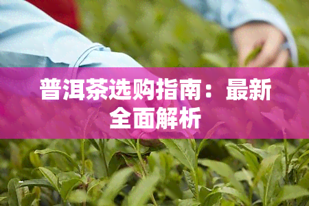 普洱茶选购指南：最新全面解析