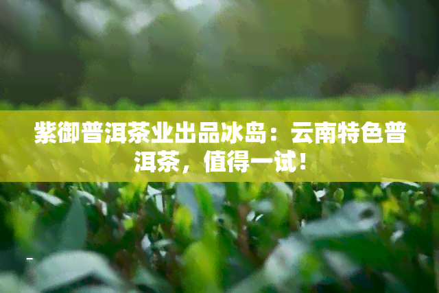 紫御普洱茶业出品冰岛：云南特色普洱茶，值得一试！