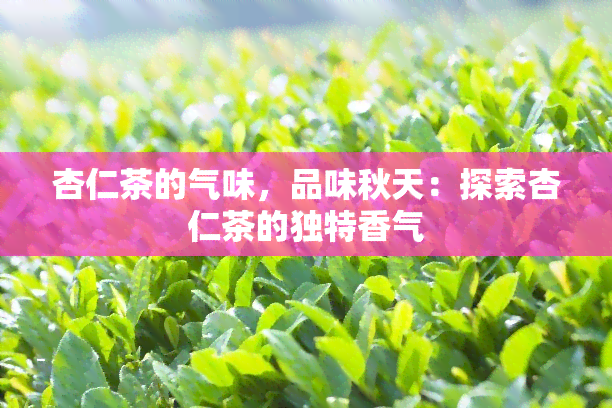 杏仁茶的气味，品味秋天：探索杏仁茶的独特香气