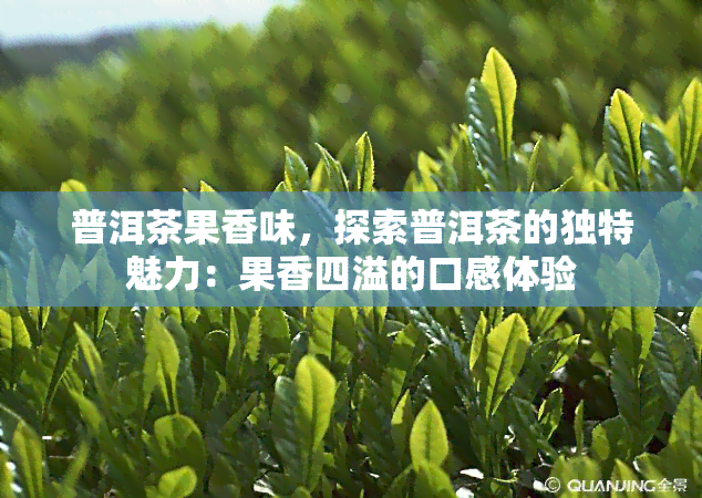 普洱茶果香味，探索普洱茶的独特魅力：果香四溢的口感体验