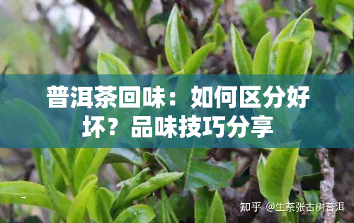 普洱茶回味：如何区分好坏？品味技巧分享