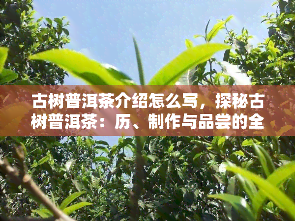 古树普洱茶介绍怎么写，探秘古树普洱茶：历、制作与品尝的全方位解析