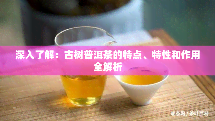 深入了解：古树普洱茶的特点、特性和作用全解析