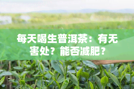 每天喝生普洱茶：有无害处？能否减肥？