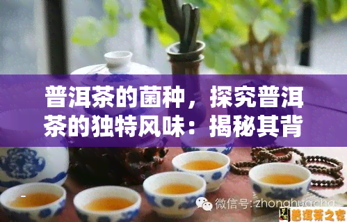 普洱茶的菌种，探究普洱茶的独特风味：揭秘其背后的关键菌种