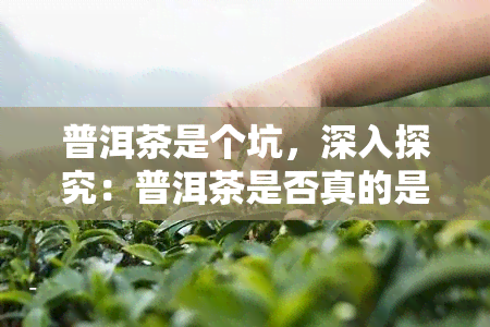 普洱茶是个坑，深入探究：普洱茶是否真的是个大坑？