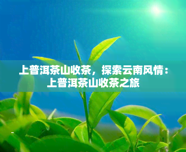 上普洱茶山收茶，探索云南风情：上普洱茶山收茶之旅