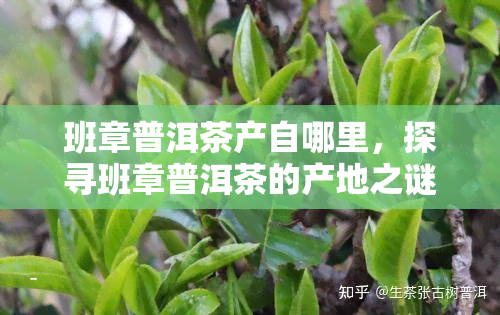 班章普洱茶产自哪里，探寻班章普洱茶的产地之谜