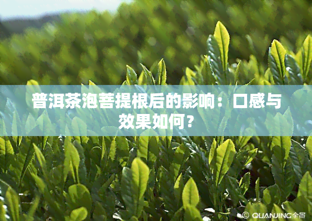 普洱茶泡菩提根后的影响：口感与效果如何？