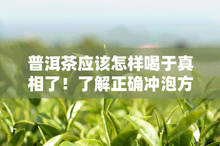 普洱茶应该怎样喝于真相了！了解正确冲泡方法和品尝技巧