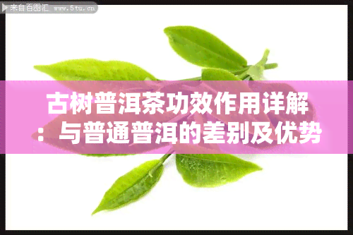 古树普洱茶功效作用详解：与普通普洱的差别及优势