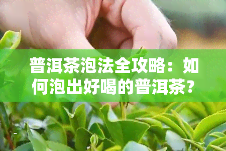 普洱茶泡法全攻略：如何泡出好喝的普洱茶？