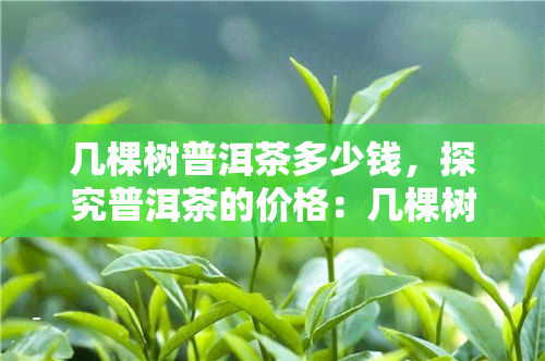 几棵树普洱茶多少钱，探究普洱茶的价格：几棵树的普洱茶值多少钱？