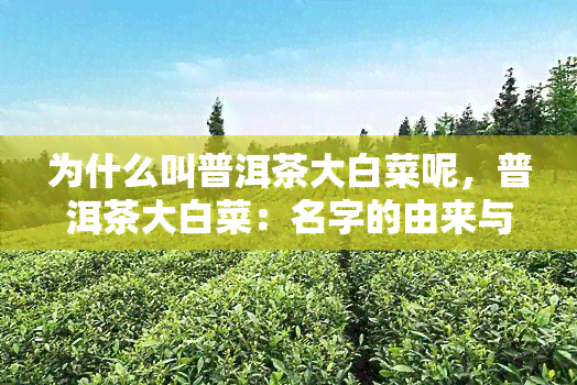 为什么叫普洱茶大白菜呢，普洱茶大白菜：名字的由来与背后的故事