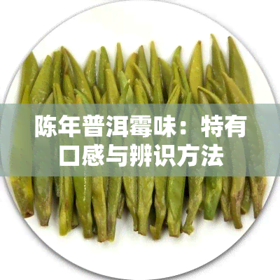 陈年普洱霉味：特有口感与辨识方法