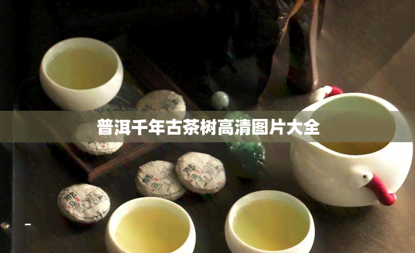 普洱千年古茶树高清图片大全