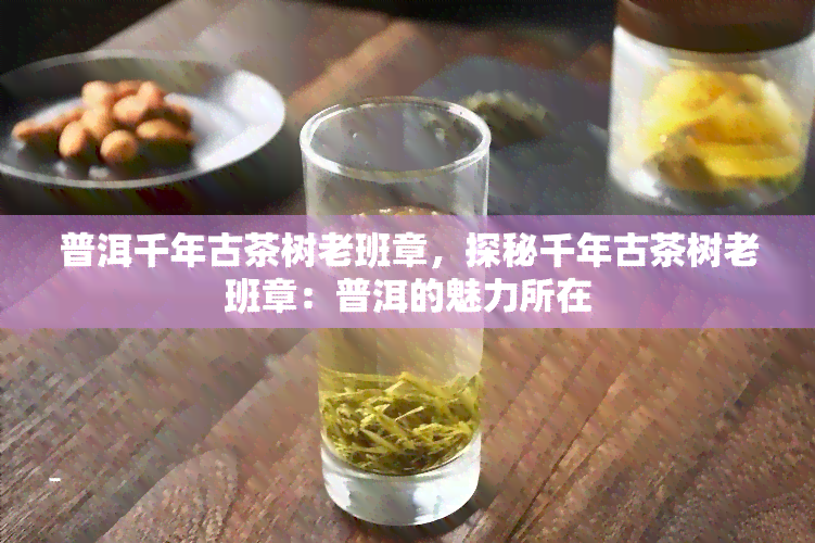 普洱千年古茶树老班章，探秘千年古茶树老班章：普洱的魅力所在