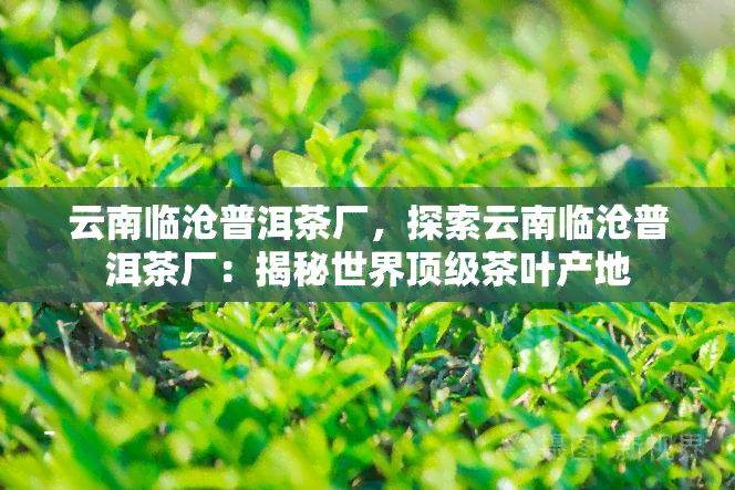 云南临沧普洱茶厂，探索云南临沧普洱茶厂：揭秘世界顶级茶叶产地