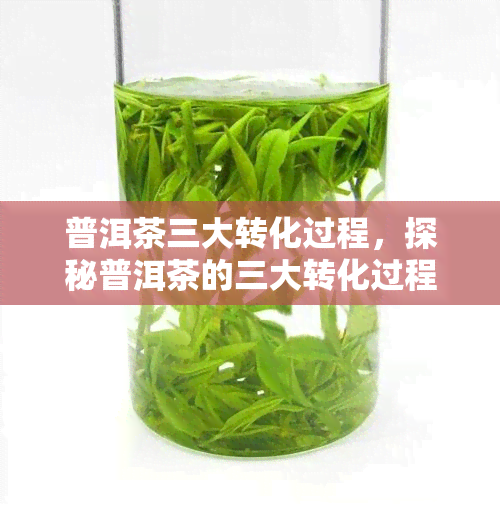 普洱茶三大转化过程，探秘普洱茶的三大转化过程：从叶到陈年佳酿的奇妙旅程