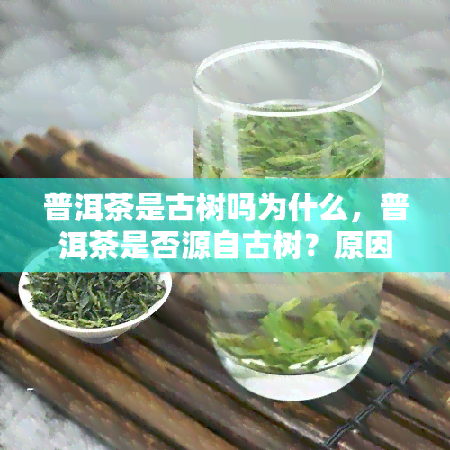 普洱茶是古树吗为什么，普洱茶是否源自古树？原因解析