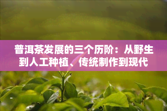 普洱茶发展的三个历阶：从野生到人工种植、传统制作到现代工艺、地域特色到全国普及