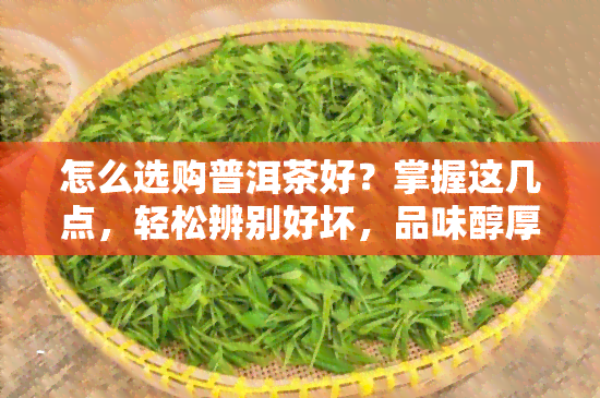 怎么选购普洱茶好？掌握这几点，轻松辨别好坏，品味醇厚口感！