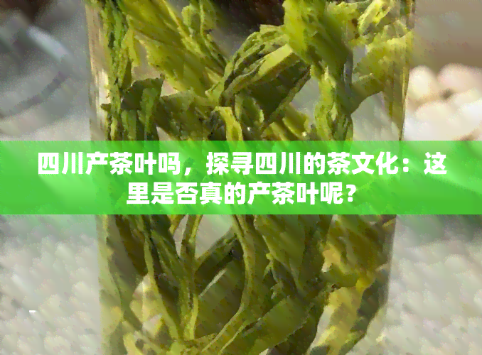 四川产茶叶吗，探寻四川的茶文化：这里是否真的产茶叶呢？