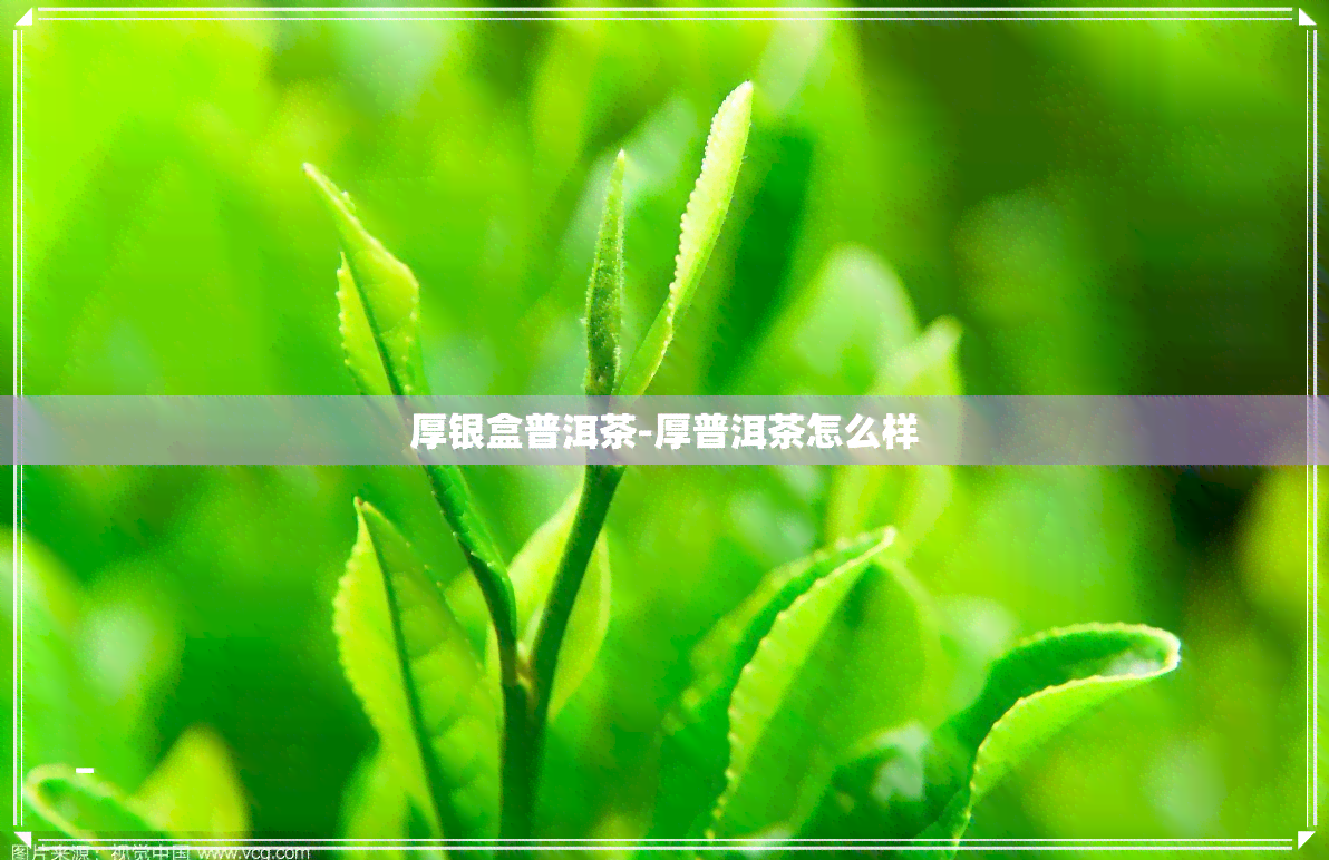 厚银盒普洱茶-厚普洱茶怎么样