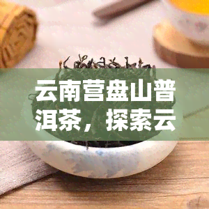 云南营盘山普洱茶，探索云南：营盘山普洱茶的魅力与故事