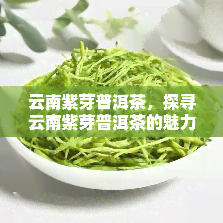 云南紫芽普洱茶，探寻云南紫芽普洱茶的魅力：一种独特的茶文化体验