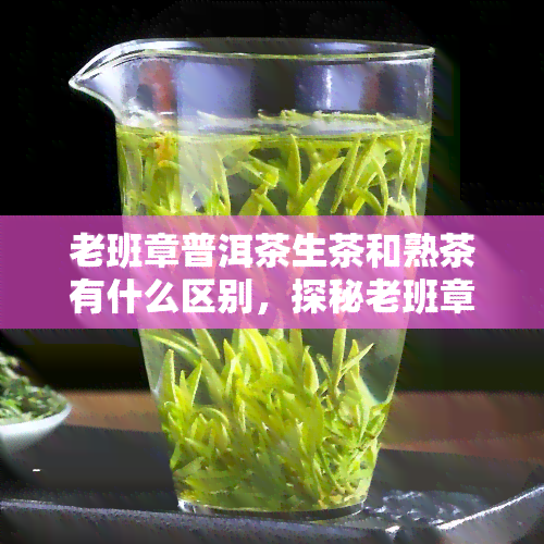 老班章普洱茶生茶和熟茶有什么区别，探秘老班章普洱茶：生茶与熟茶的差异解析