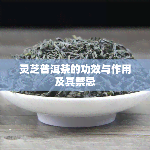 灵芝普洱茶的功效与作用及其禁忌