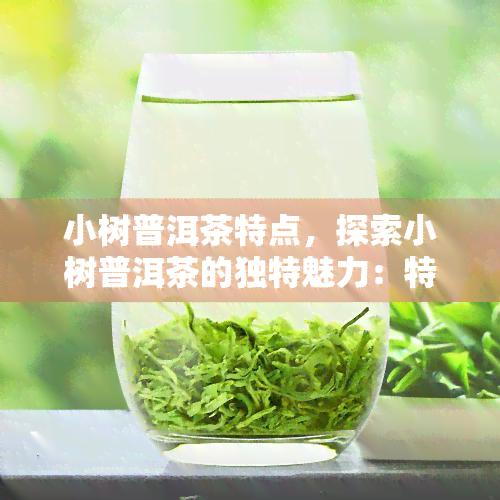 小树普洱茶特点，探索小树普洱茶的独特魅力：特点解析与品鉴指南