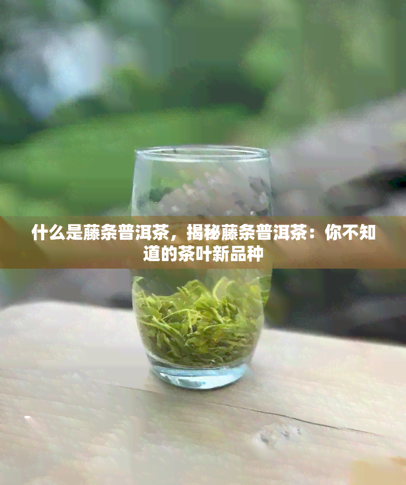 什么是藤条普洱茶，揭秘藤条普洱茶：你不知道的茶叶新品种