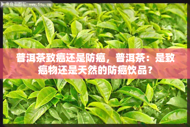 普洱茶致癌还是防癌，普洱茶：是致癌物还是天然的防癌饮品？