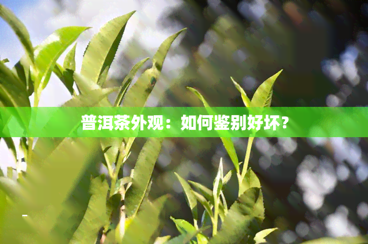 普洱茶外观：如何鉴别好坏？