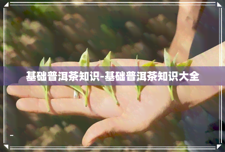 基础普洱茶知识-基础普洱茶知识大全